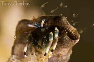 Tiny Hermit Crab releases its hatchlings before the full ... by Tony Cherbas 